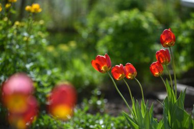 Lale flowerbed üzerinde