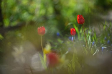 Lale flowerbed üzerinde