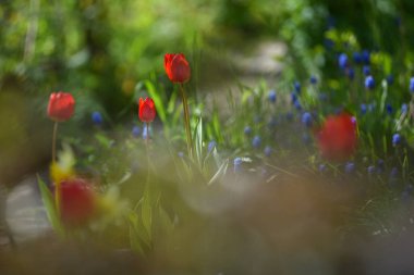 Lale flowerbed üzerinde