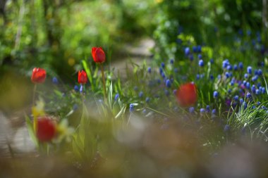 Lale flowerbed üzerinde