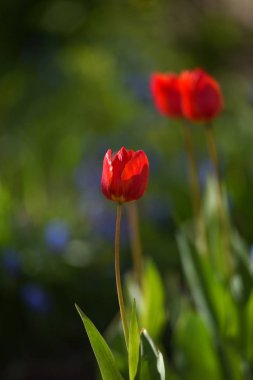 Lale flowerbed üzerinde