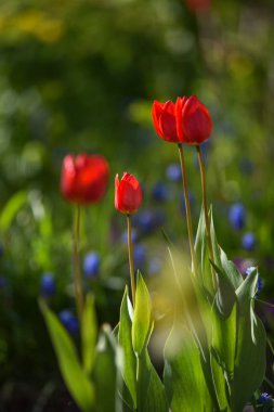 Lale flowerbed üzerinde