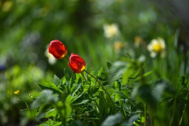 Lale flowerbed üzerinde