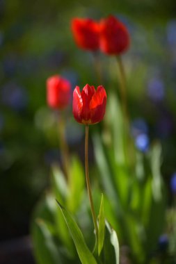 Lale flowerbed üzerinde