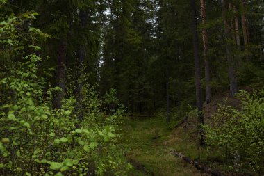 Taiga ormanında yağmurlu bir gün