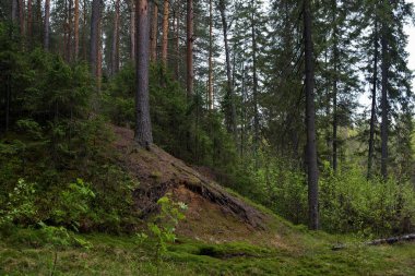 Taiga ormanında yağmurlu bir gün
