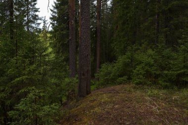 Taiga ormanında yağmurlu bir gün