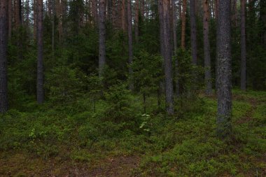 Taiga ormanında yağmurlu bir gün