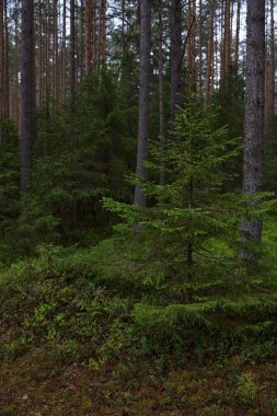 Taiga ormanında yağmurlu bir gün