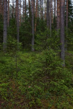 Taiga ormanında yağmurlu bir gün