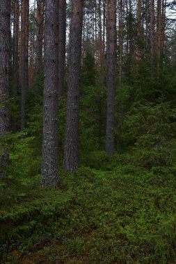 Taiga ormanında yağmurlu bir gün