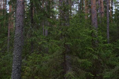 Taiga ormanında yağmurlu bir gün