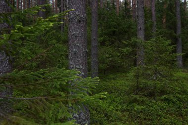 Taiga ormanında yağmurlu bir gün