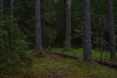 Taiga ormanında yağmurlu bir gün