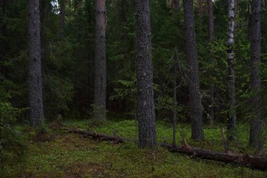 Taiga ormanında yağmurlu bir gün