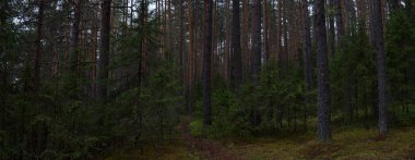 Taiga ormanında yağmurlu bir gün