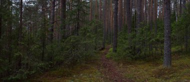 Taiga ormanında yağmurlu bir gün