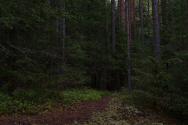 Taiga ormanında yağmurlu bir gün