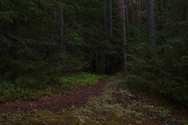 Taiga ormanında yağmurlu bir gün