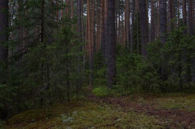 Taiga ormanında yağmurlu bir gün