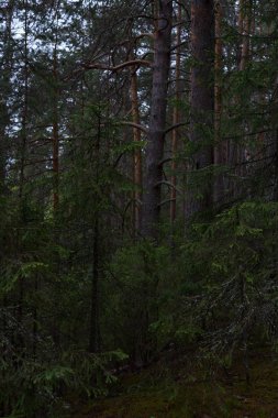 Taiga ormanında yağmurlu bir gün