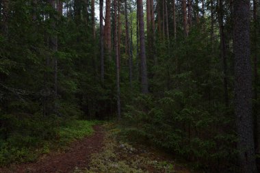 Taiga ormanında yağmurlu bir gün