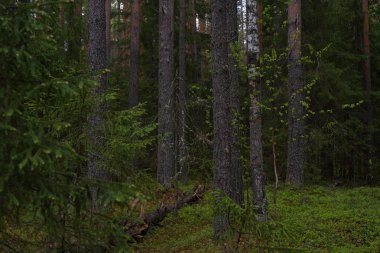 Taiga ormanında yağmurlu bir gün