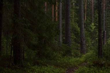 Taiga ormanında yağmurlu bir gün