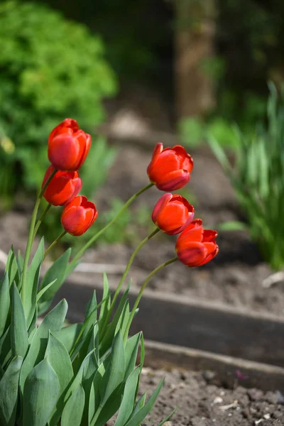 Tulips on the flowerbed — Stock Photo, Image