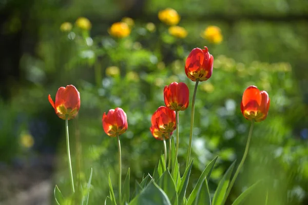 Tulpen op de flowerbed — Stockfoto