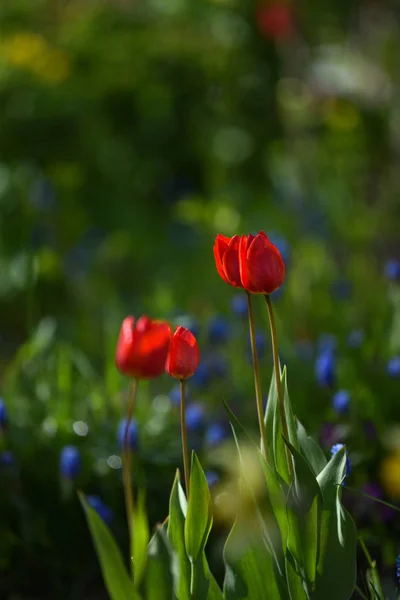 Tulpaner på blomsterrabatt — Stockfoto