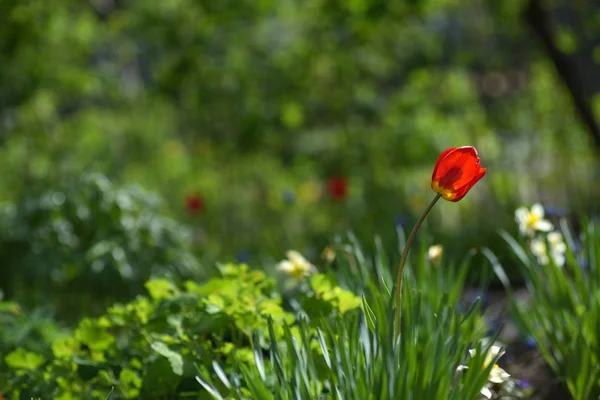 Lale flowerbed üzerinde — Stok fotoğraf