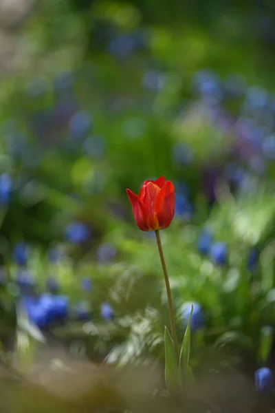 Tulipány na květinového záhonu — Stock fotografie