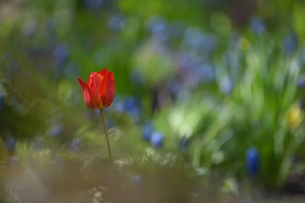 Lale flowerbed üzerinde — Stok fotoğraf