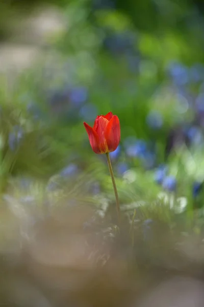 Tulipány na květinového záhonu — Stock fotografie