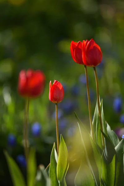 Tulpen op de flowerbed — Stockfoto