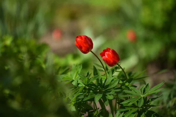 Lale flowerbed üzerinde — Stok fotoğraf