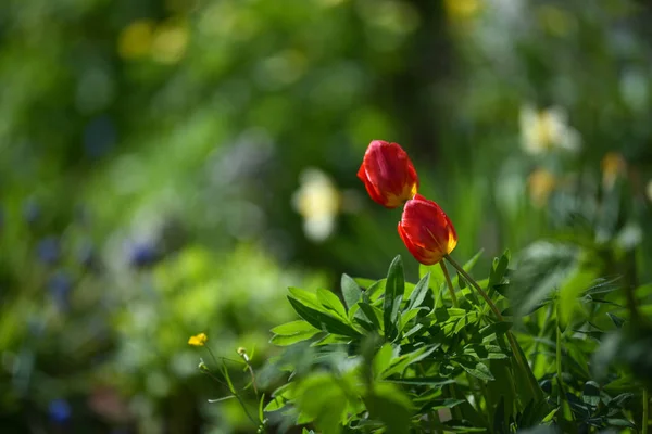 Tulpen op de flowerbed — Stockfoto
