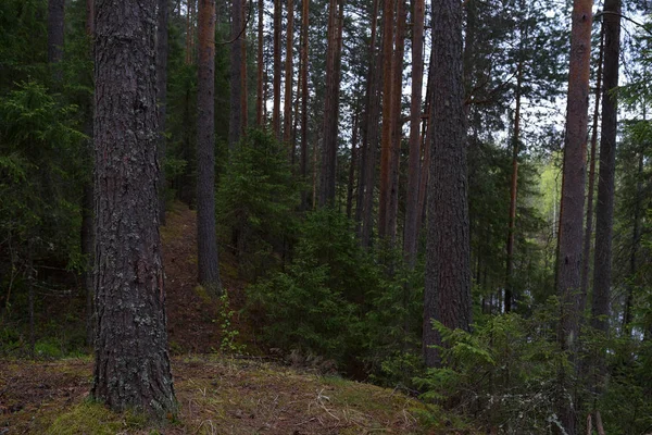 Dia chuvoso na floresta de taiga — Fotografia de Stock