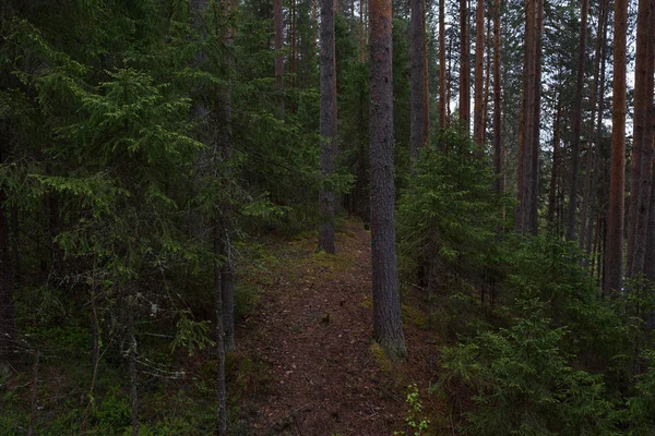 Deszczowy dzień w lesie Taiga — Zdjęcie stockowe