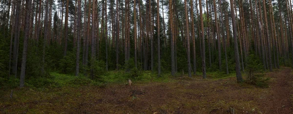 Rainy day in the taiga forest — Stock Photo, Image