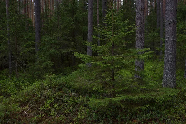 Dia chuvoso na floresta de taiga — Fotografia de Stock