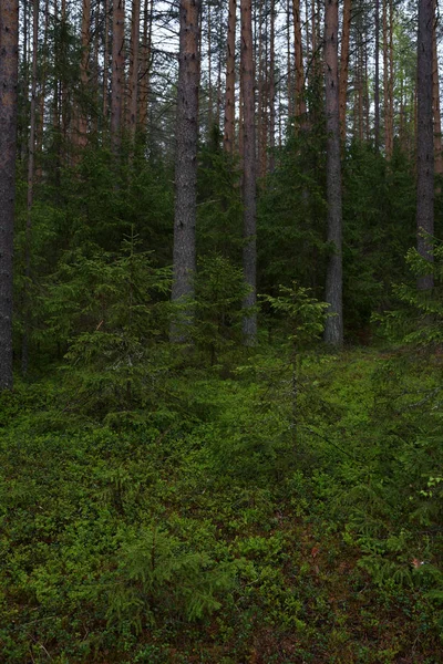 Dia chuvoso na floresta de taiga — Fotografia de Stock