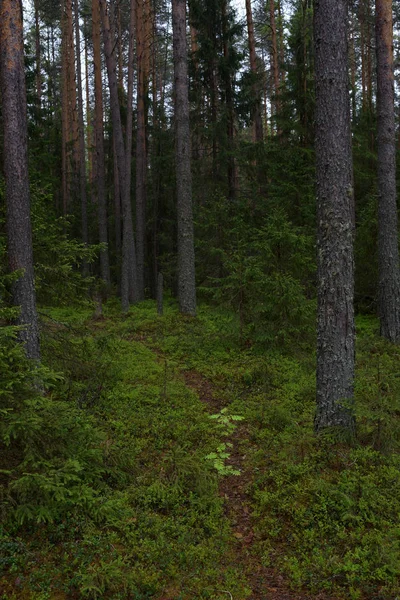 Deštivý den v lese Tajga — Stock fotografie