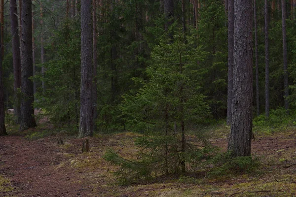 Regenachtige dag in het taiga-bos — Stockfoto