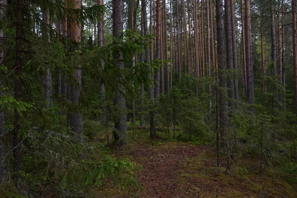 Giornata di pioggia nella foresta di taiga — Foto Stock