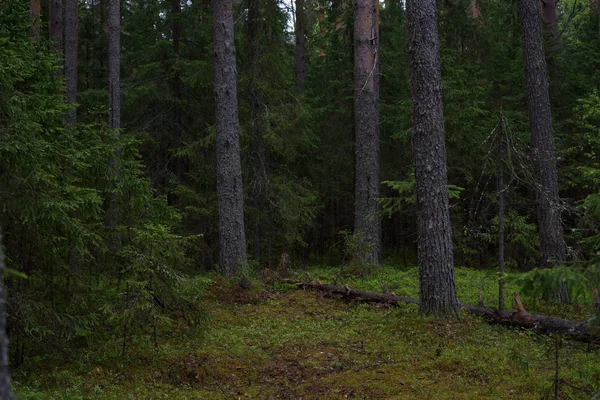 Día lluvioso en el bosque de taiga — Foto de Stock