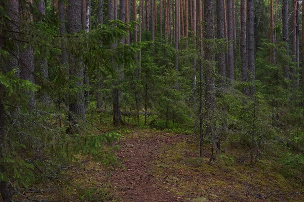 Deštivý den v lese Tajga — Stock fotografie