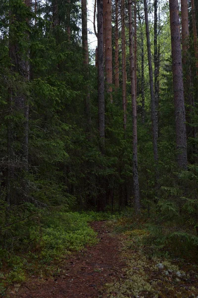 Deszczowy dzień w lesie Taiga — Zdjęcie stockowe