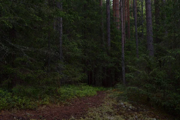 Deštivý den v lese Tajga — Stock fotografie